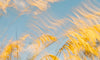 Past Drops